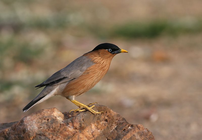 Brahimy Starling