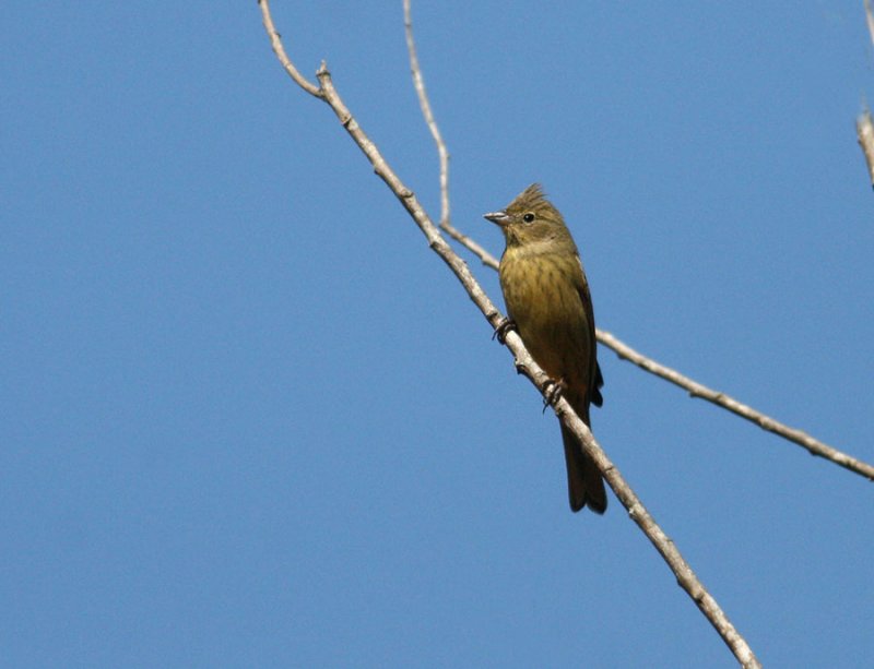 Crested Bunting