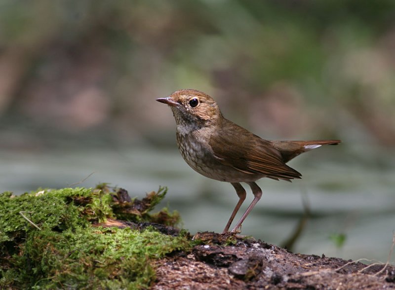 Rufous-tailed Robin