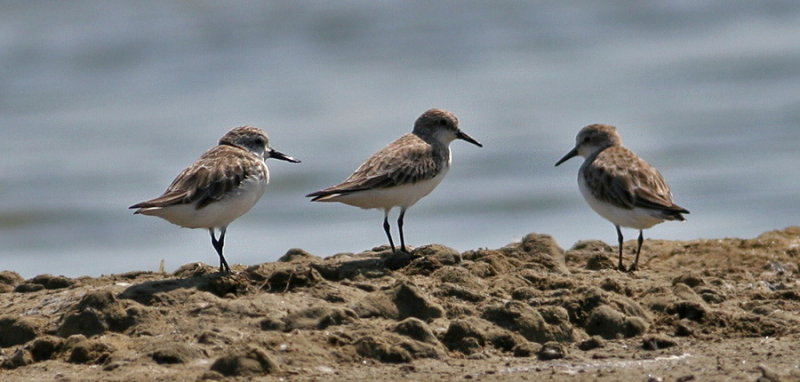 Spoon-billed Sandpiper