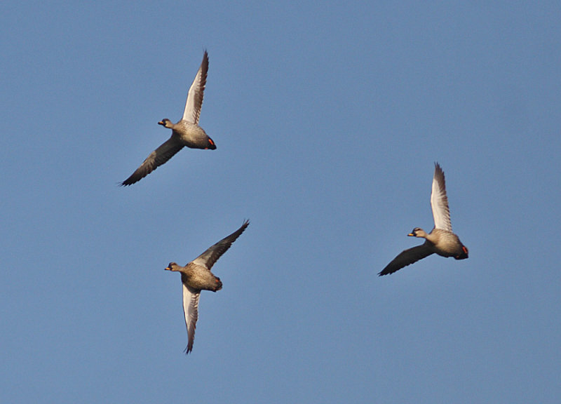 Spot-billed Ducks