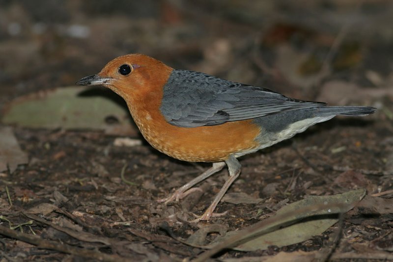 Orange-headed Thrush, male