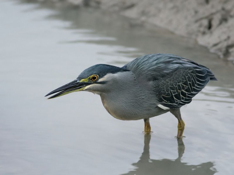 Little Heron