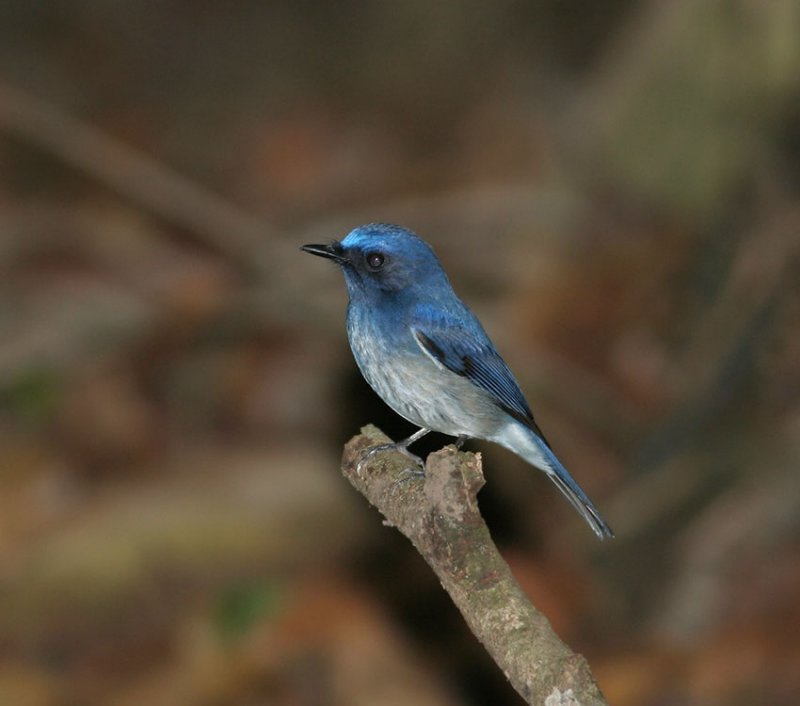 Hainan Blue Flycatcher