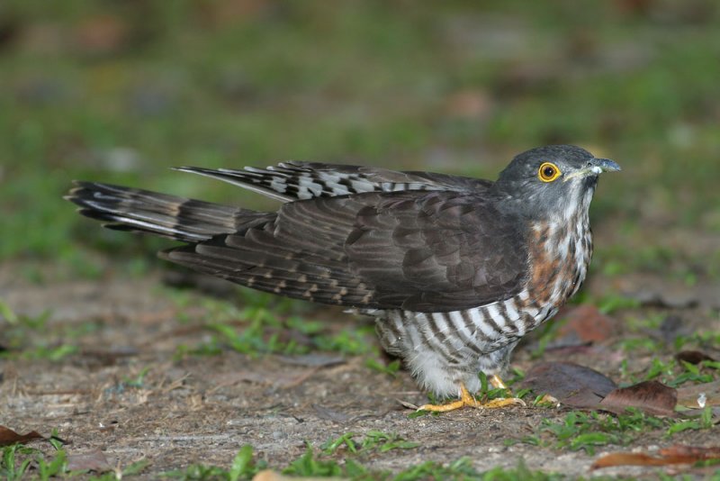 Large Hawk Cuckoo