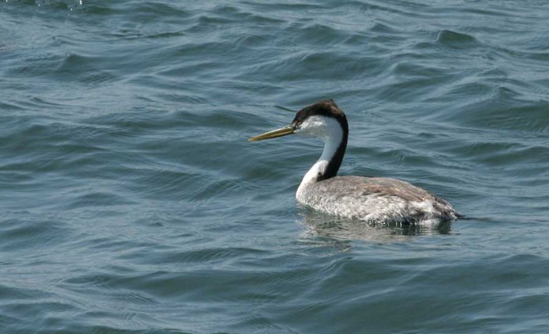 Western Grebe