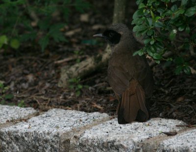 Masked Laughingthrush