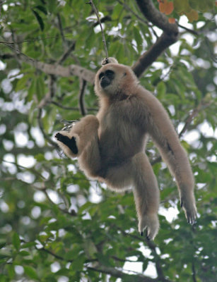 White-handed Gibbon, pale morph