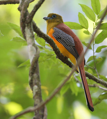 Orange-breasted Trogon