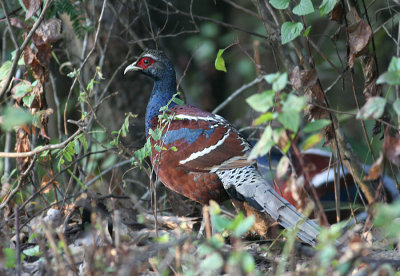 Doi Angkhang, 2009