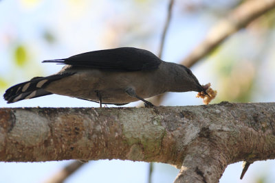 Black-winged Cuckoo-Shrike