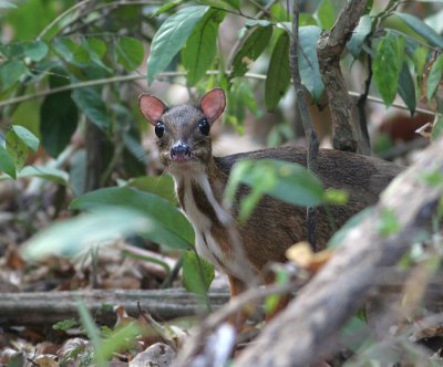 Lesser Mouse Deer