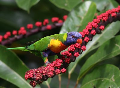 Rainbow Lorikeet