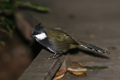 g1/90/590590/3/112044682.zd2LP3RP.jpg