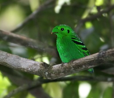 Green Broadbill