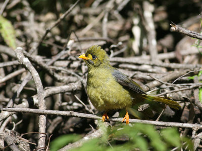 Bell Miner