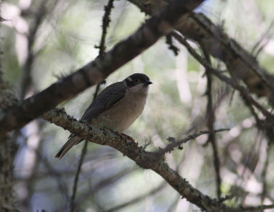 Brown-headed Honeyeater