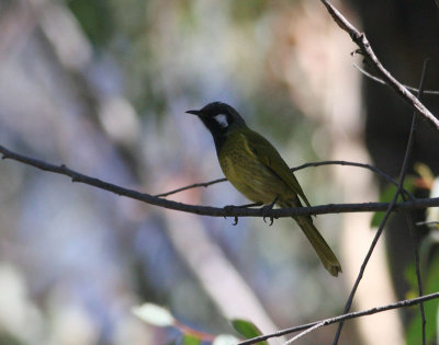 White-eared Honeyeater