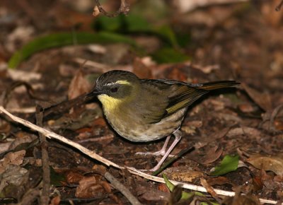 Yellow-throated Scrub-Wren