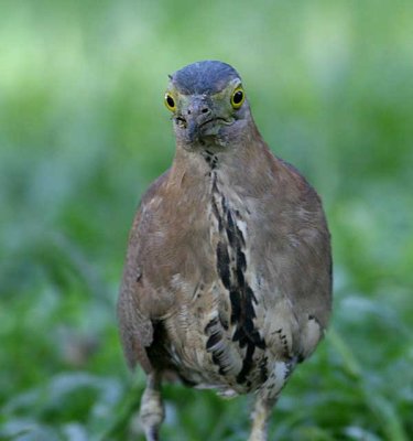 Malayan Night Heron