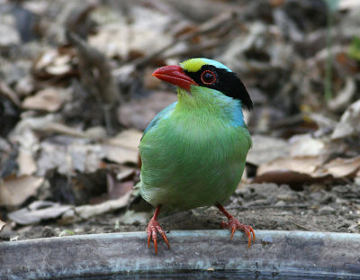 Green Magpie