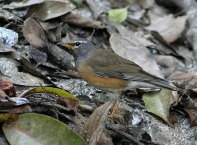 Eye-browed Thrush