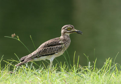 Northern Thick-knee
