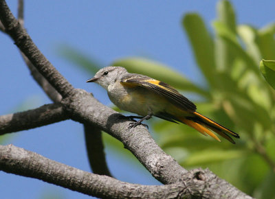 Small Minivet