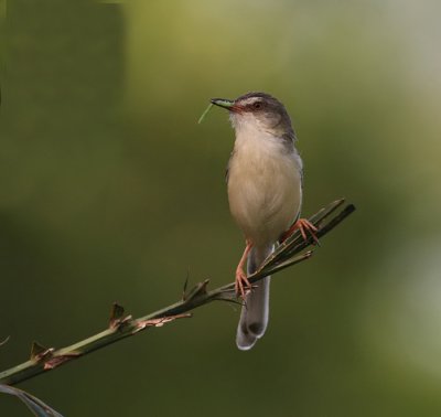 Plain Prinia
