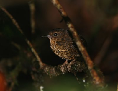 Pygmy Wren Babbler