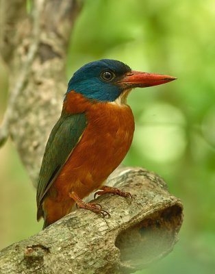 Green-backed Kingfisher (no flash)