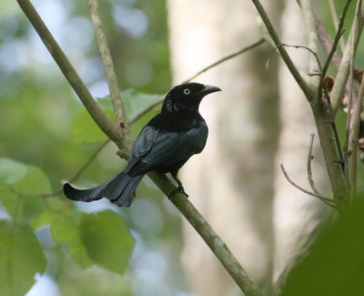 Hair-crested Drongo