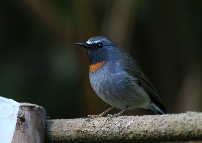 Rufous-gorgetted Flycatcher