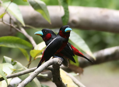 Black-red Broadbill