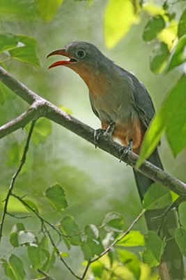 Red-billed Malkhoa