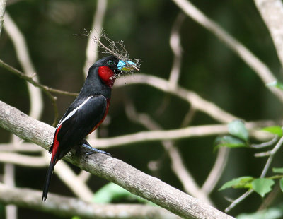 Black-red Broadbill