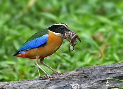 Blue-winged Pitta