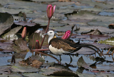 Pheasent-tailed Jacana