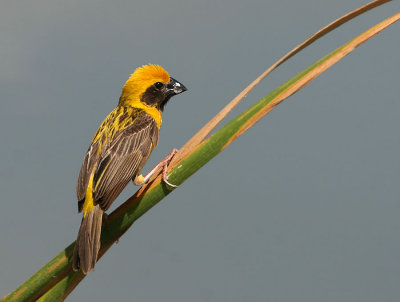 Asian Golden Weaver