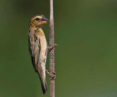 Asian Golden Weaver