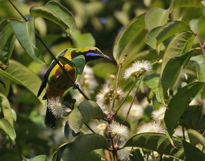 Orange-bellied Leafbird