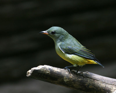 Orange-bellied Flowerpecker