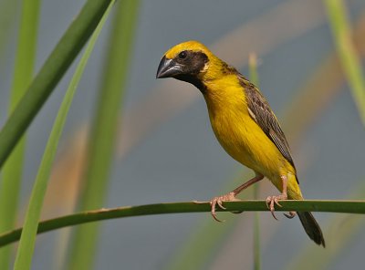 Asian Golden Weaver