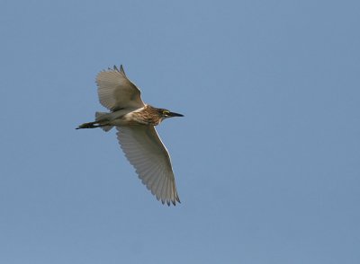 Javan Pond Heron