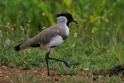 River Lapwing