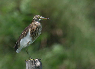 Javan Pond Heron