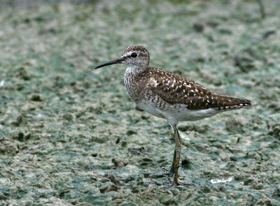 Wood Sandpiper