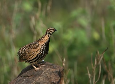 Rain Quail, male