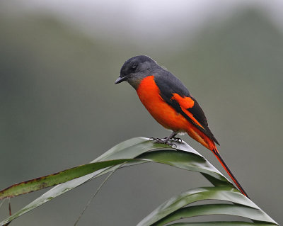 Grey-chinned Minivet
