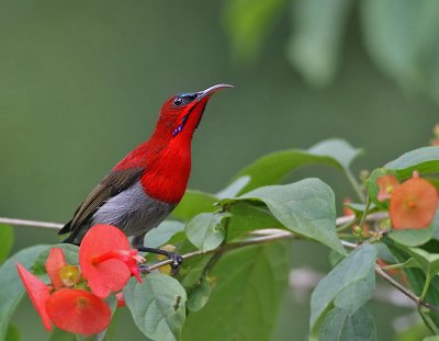 Sunbirds and Flowerpeckers